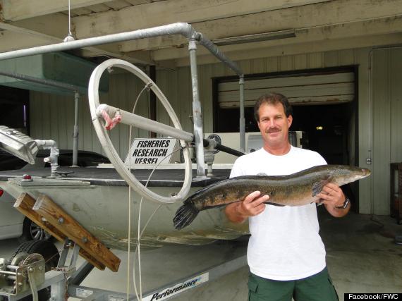 record bullseye snakehead florida broward canal