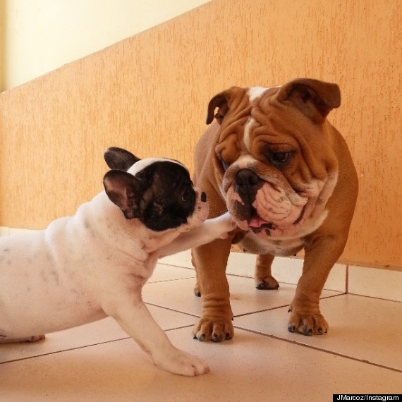 bulldogs