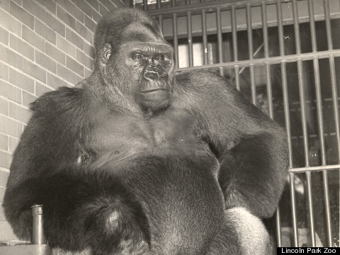 bushman gorilla adult