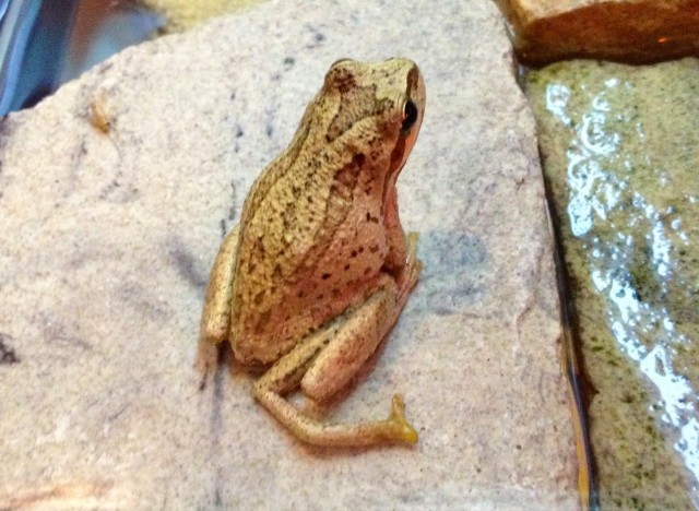 five legged frog