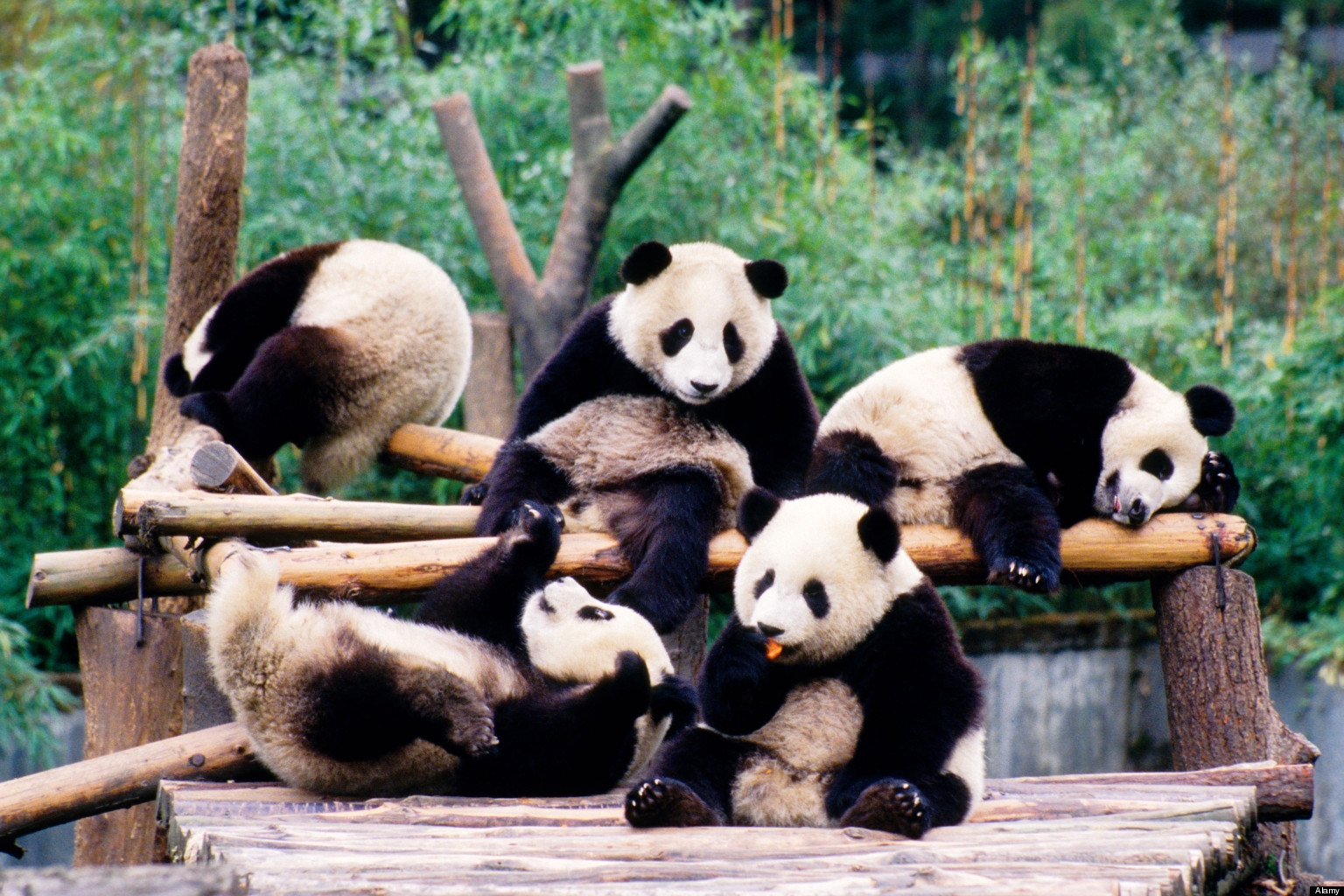 Большая Панда семейство