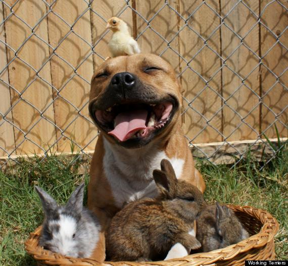 picture of pit bull with bird