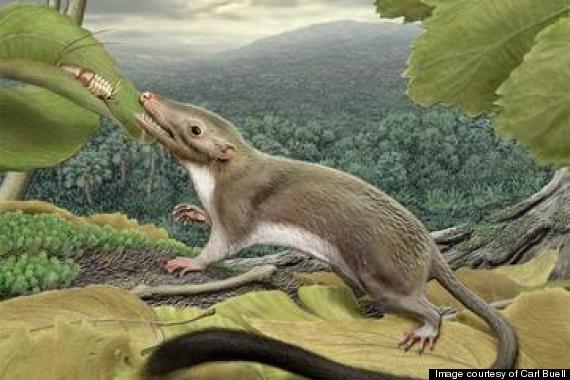 ancient mammal jaw fossil