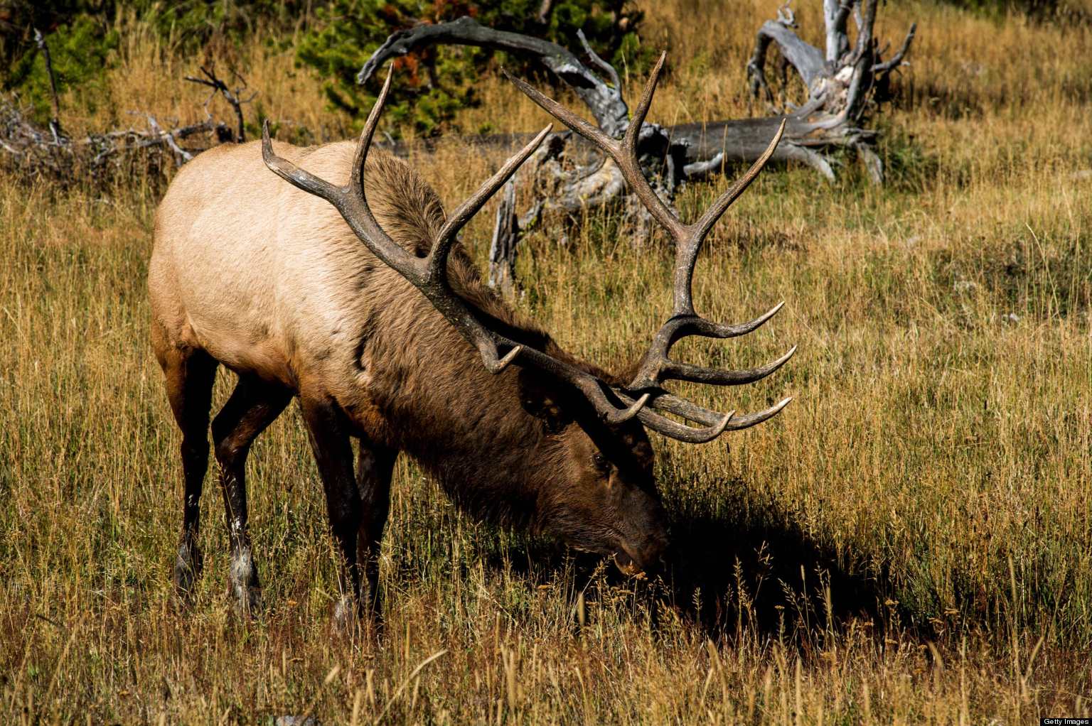 Mapleton Elk Shooting: Ex-Boulder Cops Plead Not Guilty | HuffPost