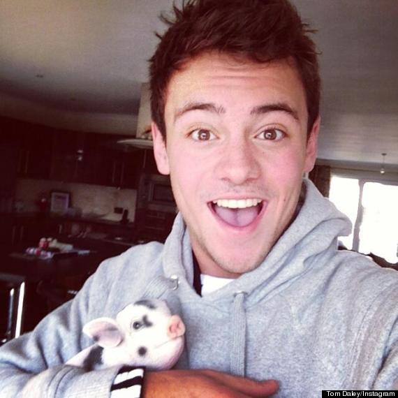 tom daley pig