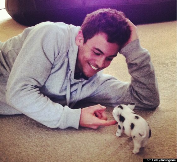 tom daley pig