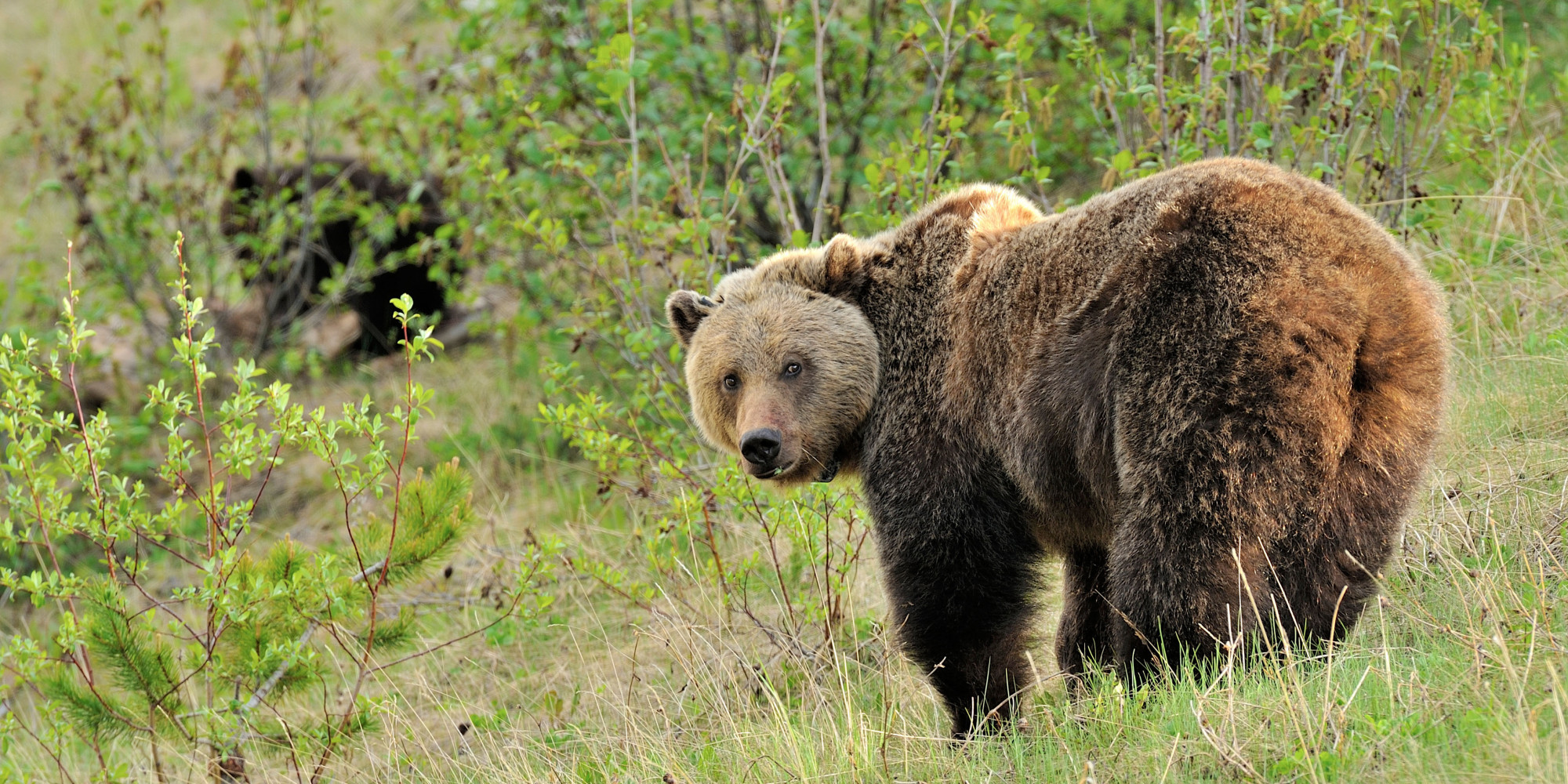 Back bear. Bear back. Bear back view. Bear behind back. Bear Front back.