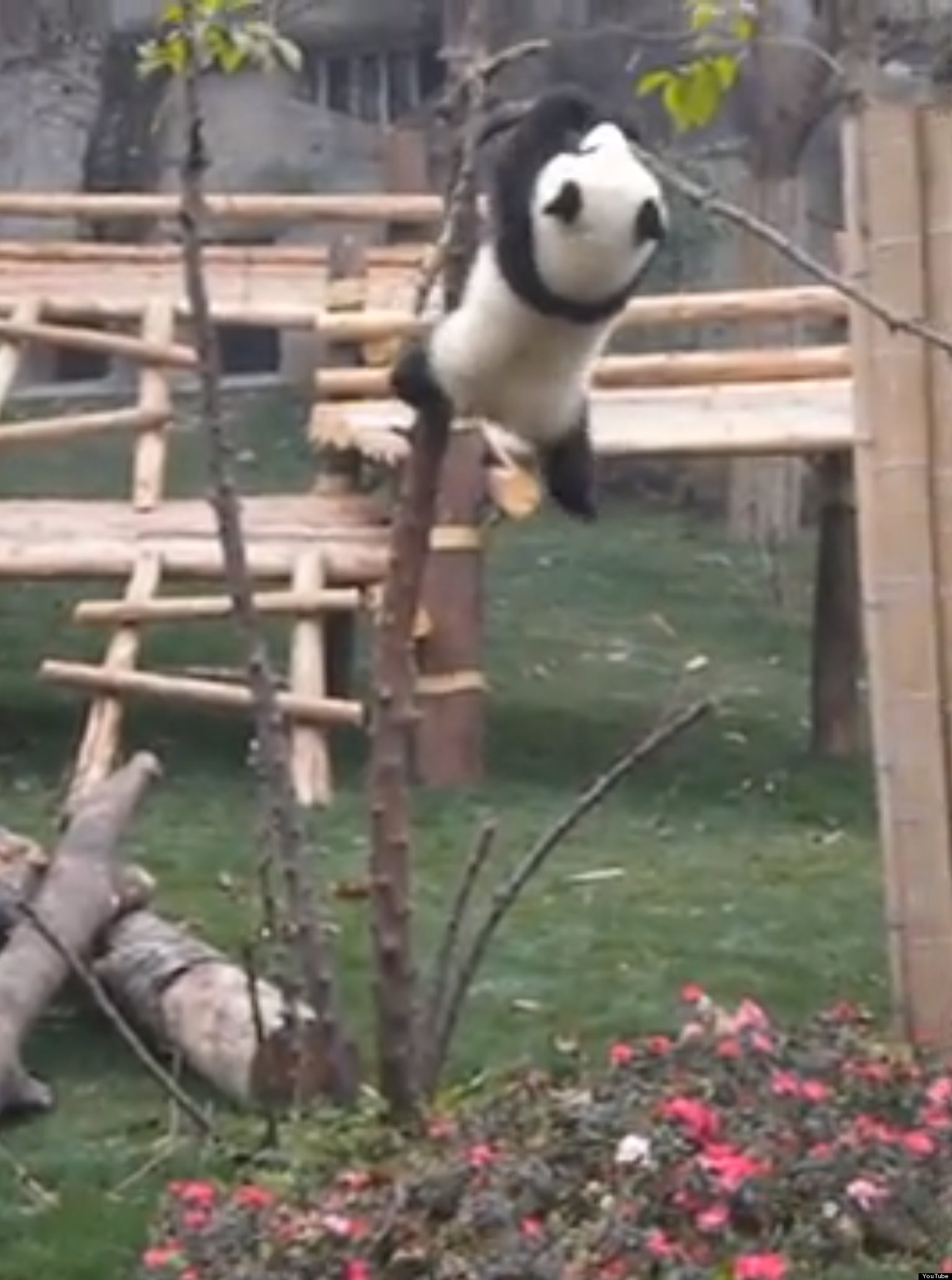 Baby Panda Getting Stuck In A Tree: The Cutest Thing You'll See All Day ...
