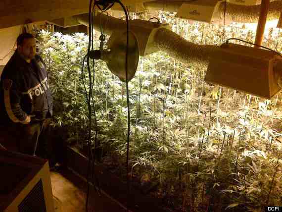 queens marijuana farm bust