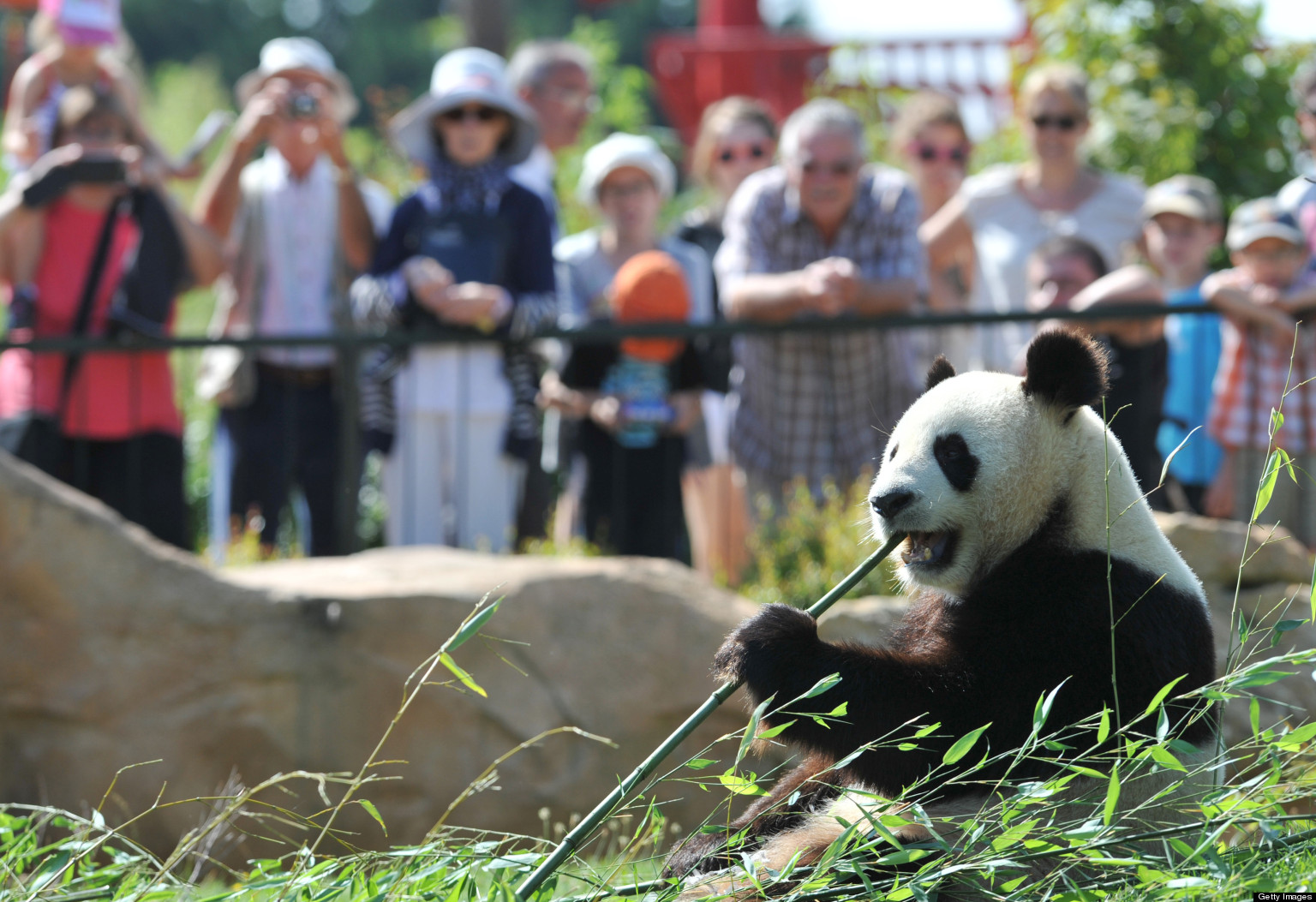 Панда живет в зоопарке. Панда в зоопарке. Посетители зоопарка. Панда и человек в зоопарке. Панда в Московском зоопарке.