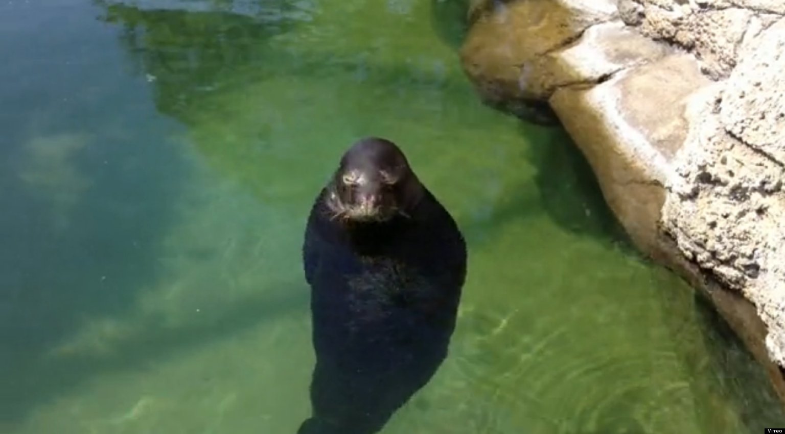 Spinning seal gif