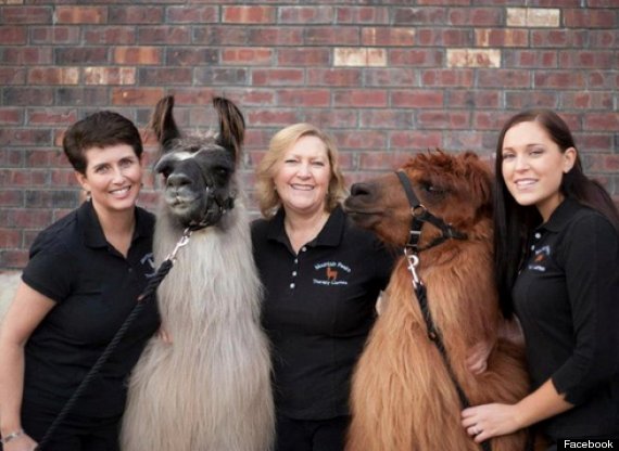 therapy llamas