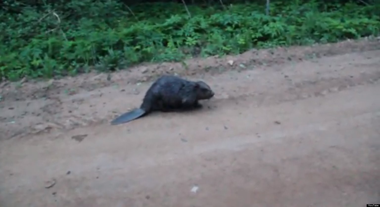 When Beavers Attack (VIDEO) | HuffPost UK