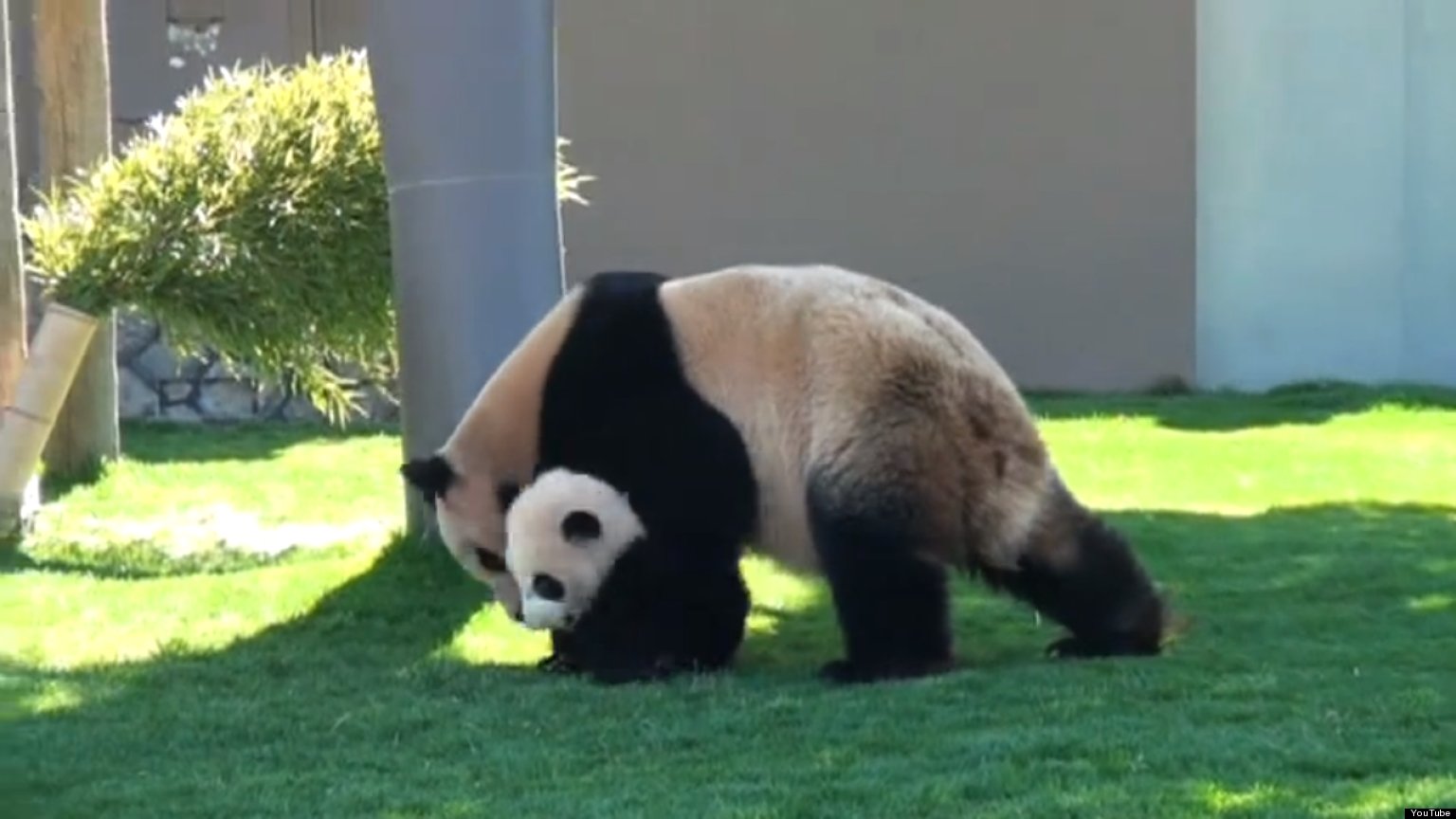 Adorable Panda Video Shows Mom Playing, Cuddling With Her Cub