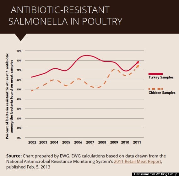 salmonella meat