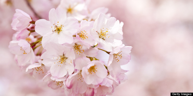 Cherry Blossoms: History Behind the Bloom | HuffPost