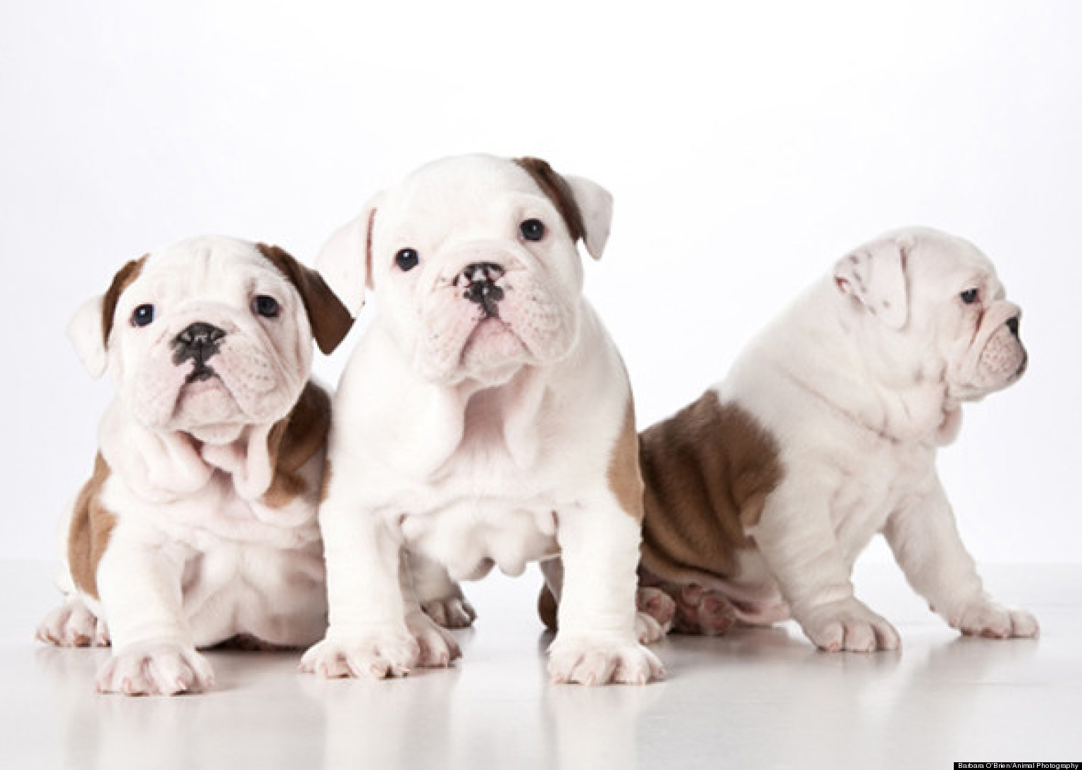 Wrinkly Dogs Make For Adorable Pets, But More Skin Calls For More Love ...