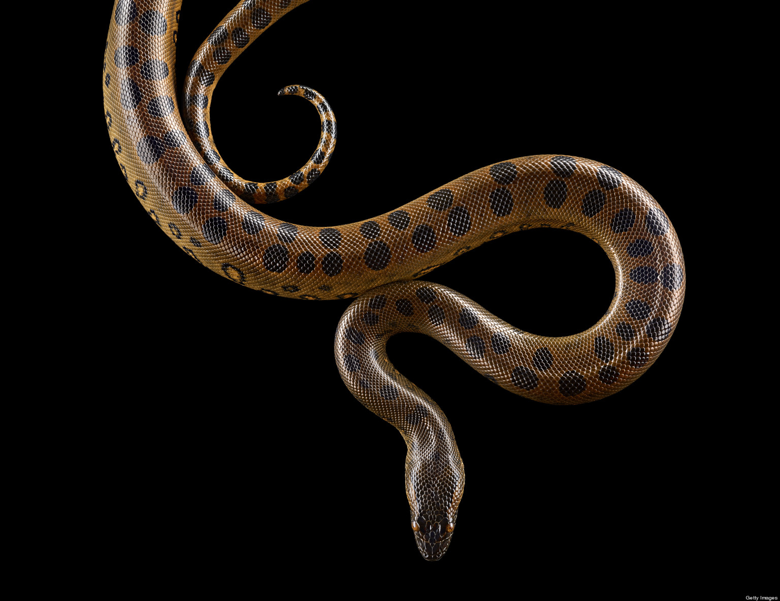 Exotic Snakes Stuck In Basement After Brighton, Colo. House Fire | HuffPost