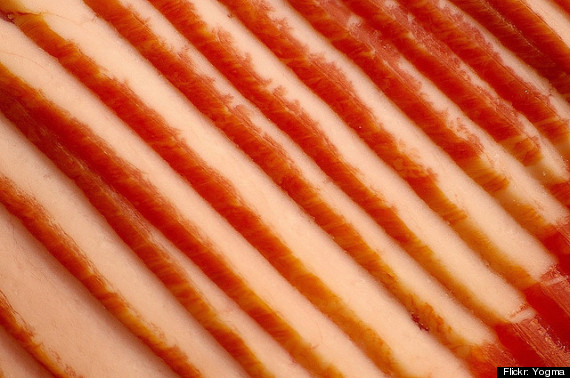 cold bacon