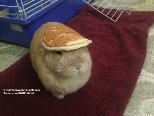 stuff on my rabbit