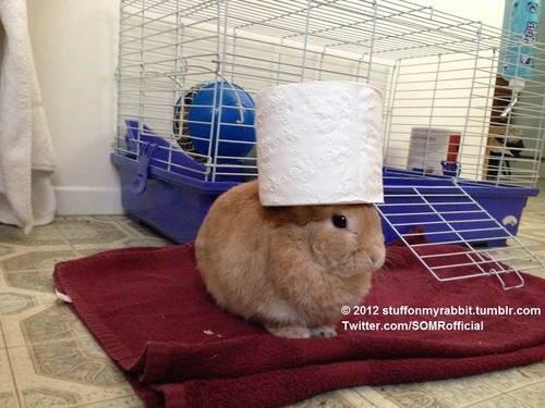 stuff on my rabbit