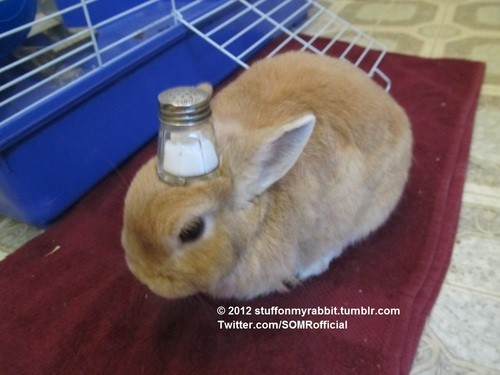 stuff on my rabbit