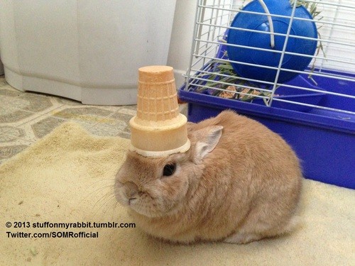 stuff on my rabbit