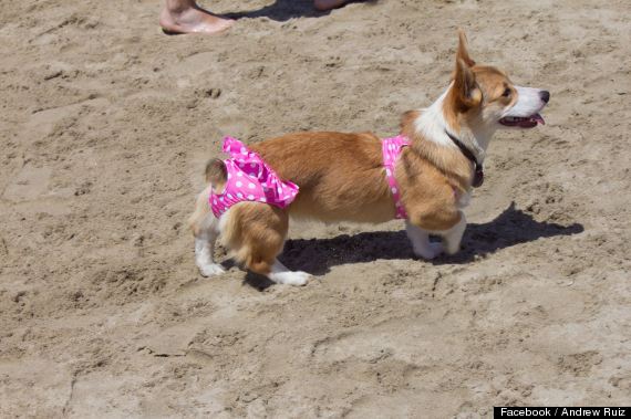 Corgi Spring Beach Day Draws Over 140 Corgis To Huntington Beach Dog ...