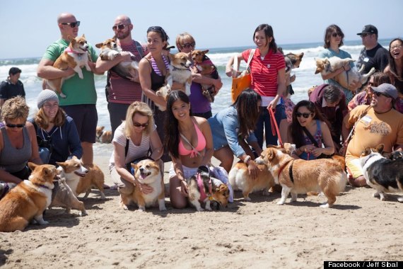 corgi nation