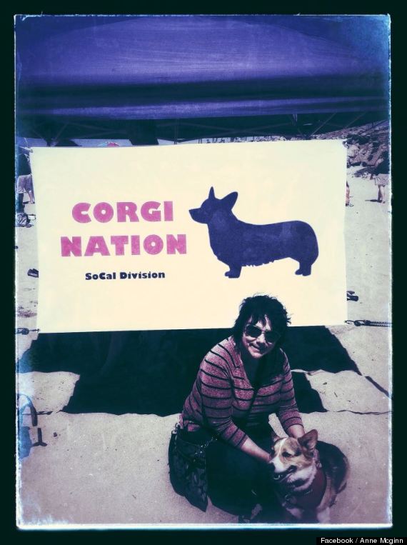 corgi nation