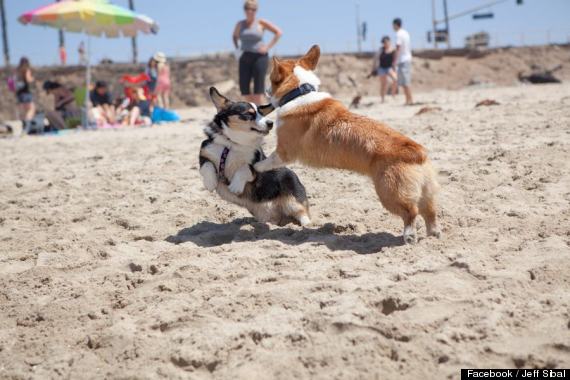 corgi nation