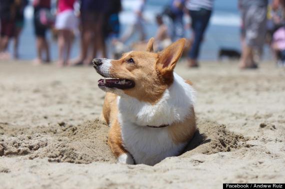 corgi nation