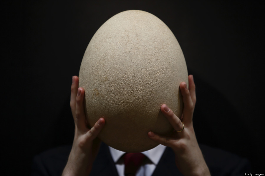 elephant bird egg auction