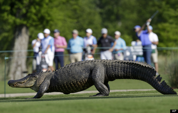 alligator golf course pga zurich