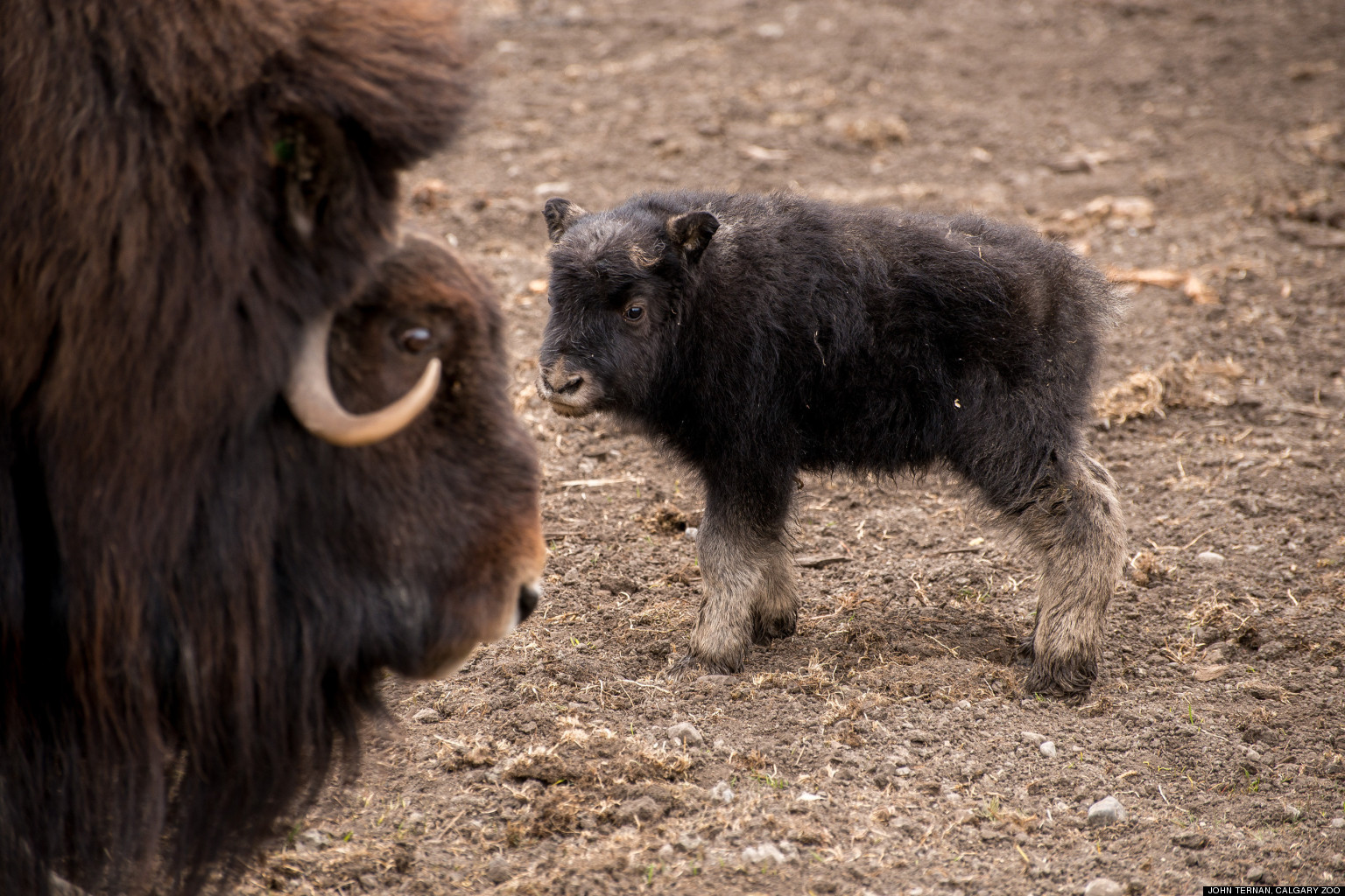 Baby Musk Ox At Calgary Zoo, Newest Addition To Facility (PHOTOS)