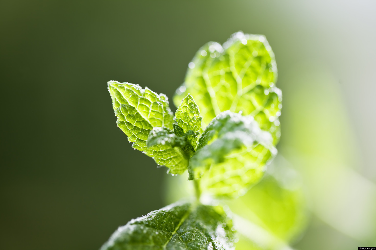 Foraging Water Mint | The Huffington Post