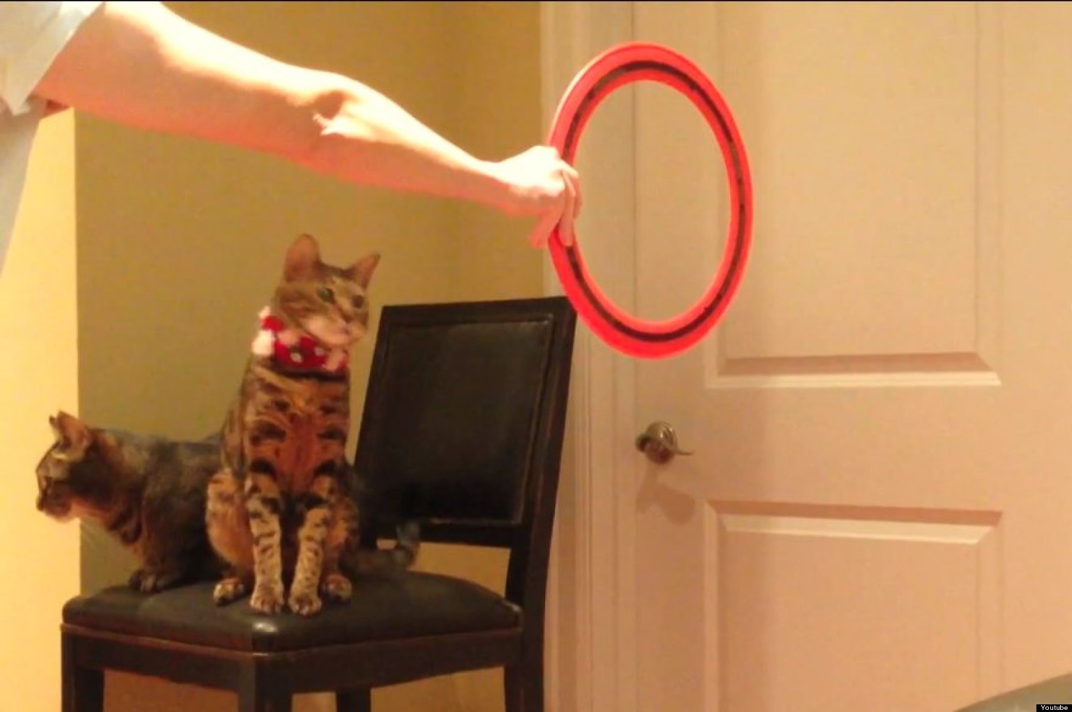 9 Cute Cats Doing Tricks (VIDEOS)