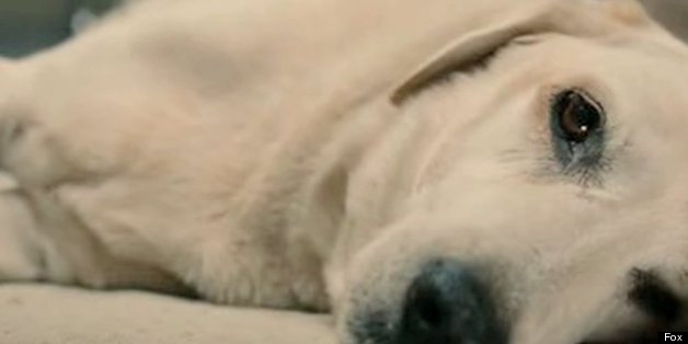 Dogs Dying: Cinema's Most Heartbreaking Cliche (VIDEO)