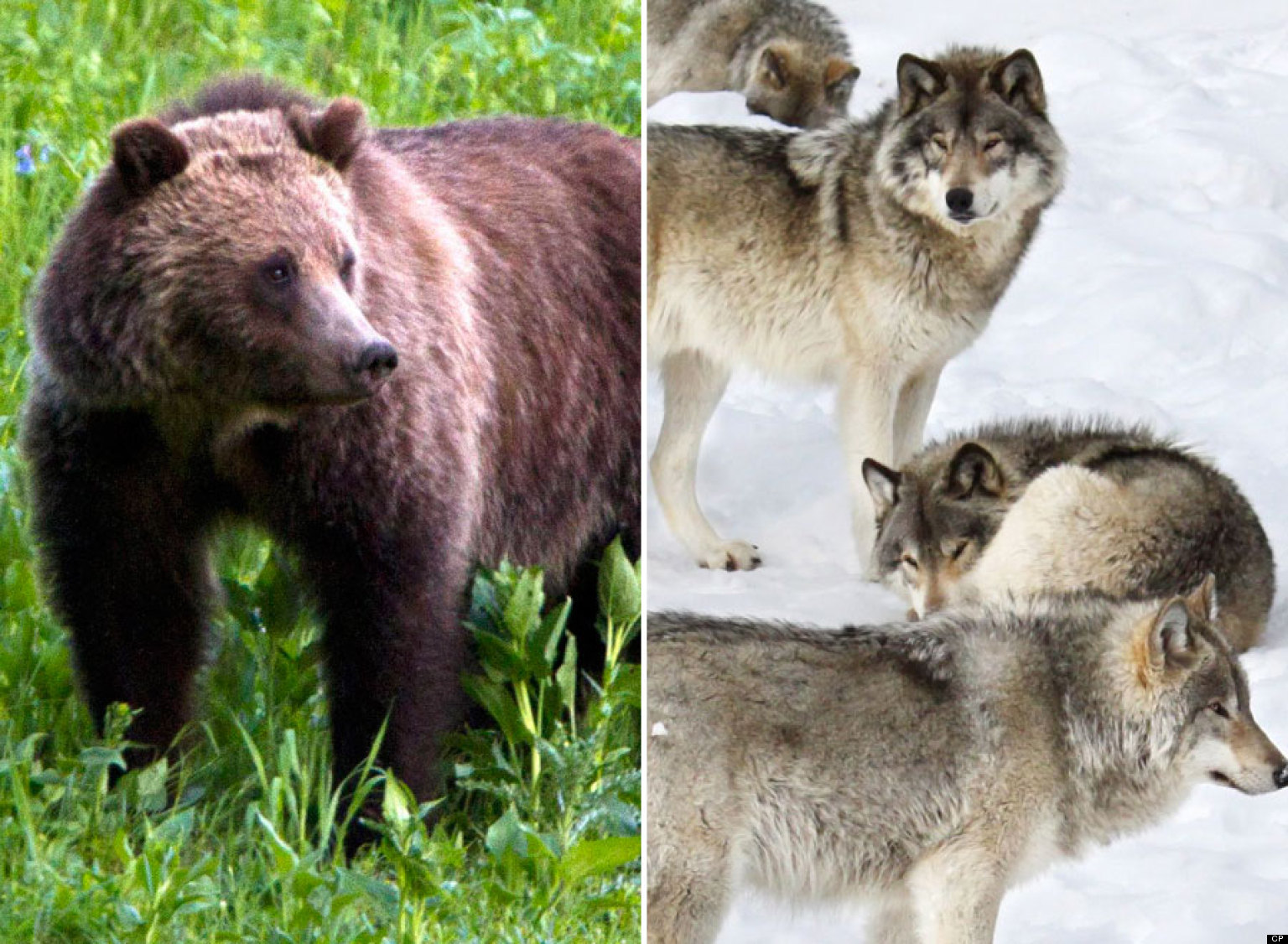 Grizzly Bear, Wolf Pack Fight Over Carcass In Waterton Lakes National ...