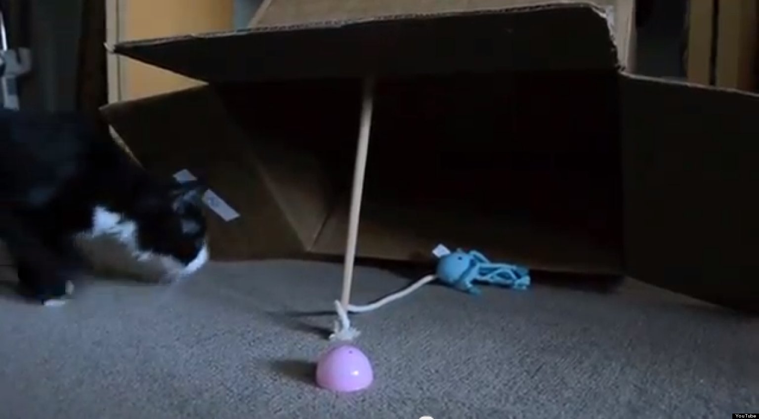 How To Catch A Cat (VIDEO)