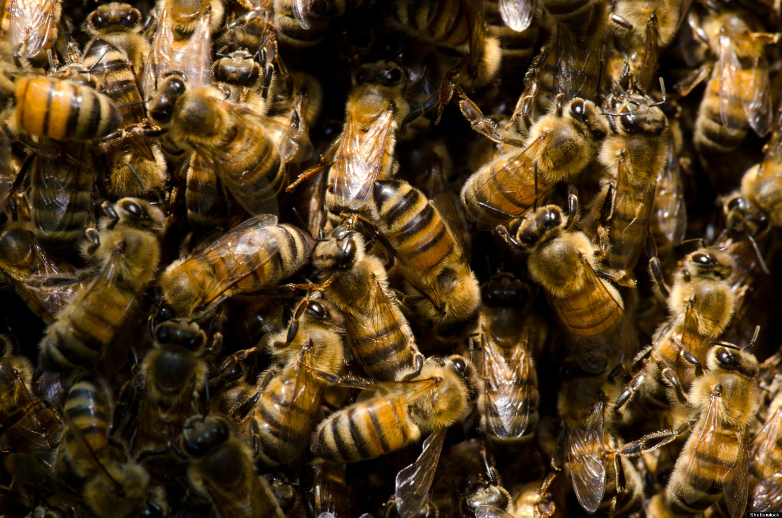 What Is It Like to Be Attacked by Killer Bees? | HuffPost