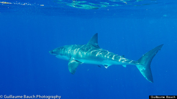 great white shark keys