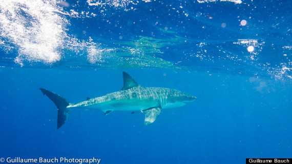 great white shark keys