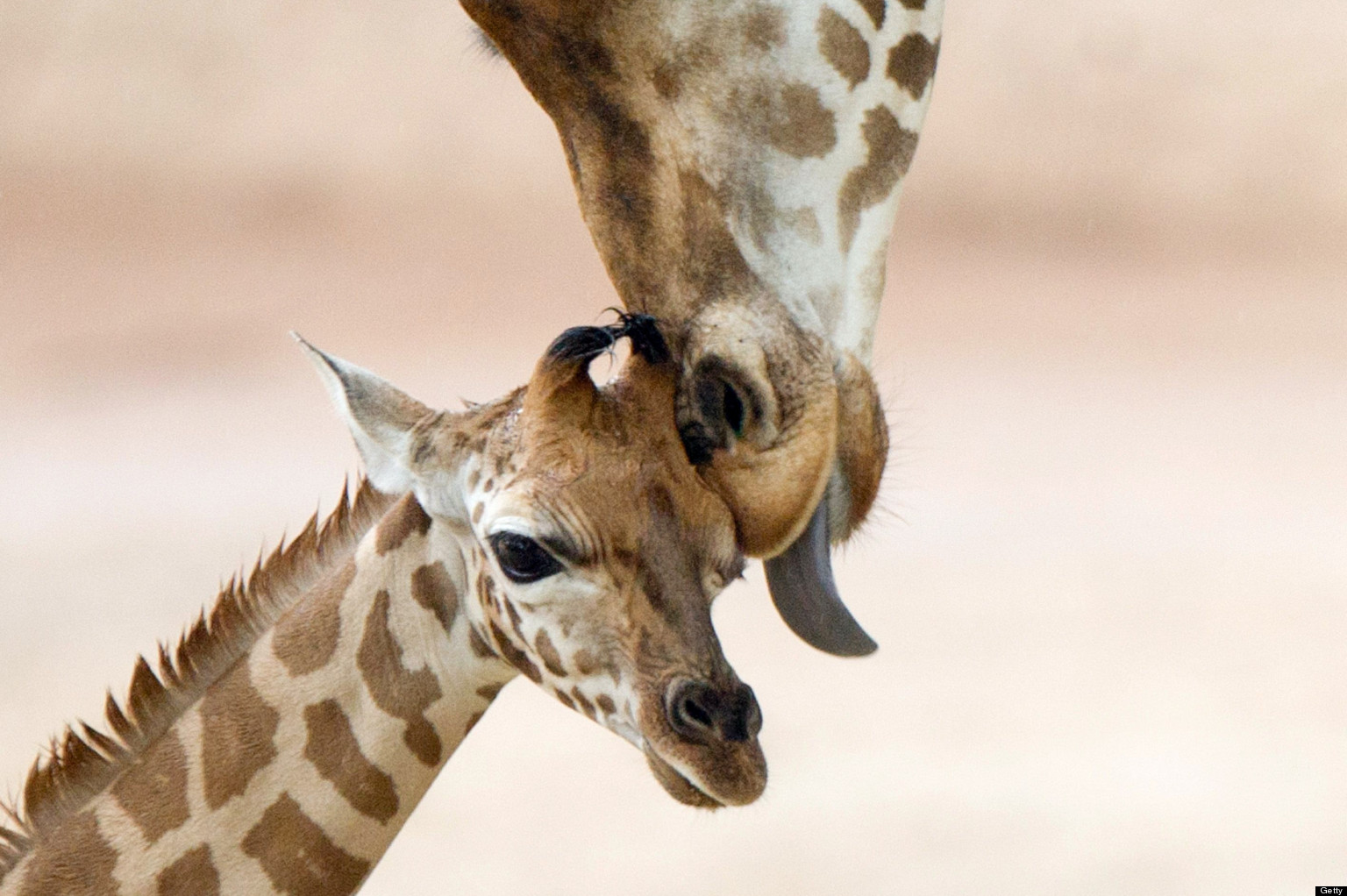 Baby Animals And Mothers: 50 Super Cute Babies And Their Moms (PHOTOS)