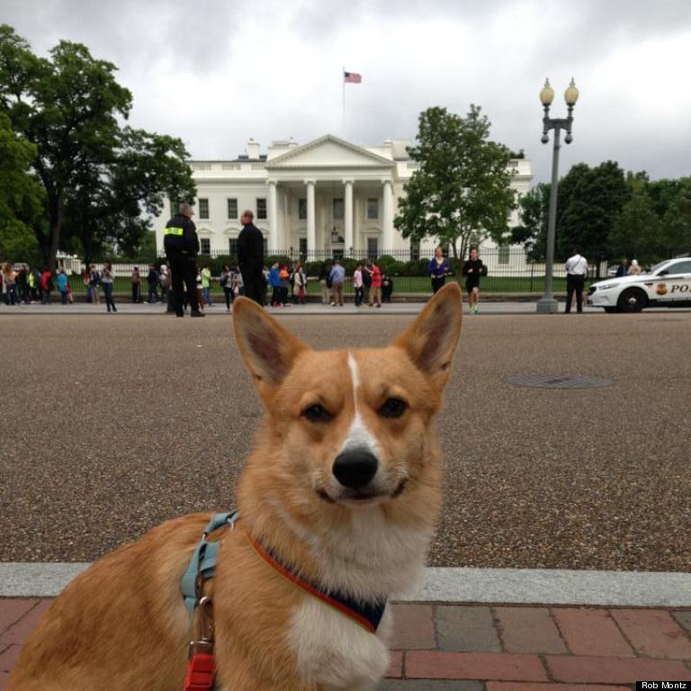 corgi in front of white house