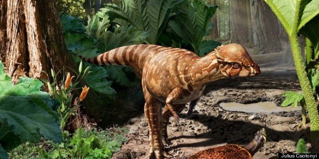 New Dome-Headed Dinosaur, Acrotholus audeti, Identified From Canadian ...