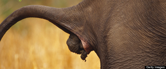 r-ELEPHANT-DUNG-large570.jpg