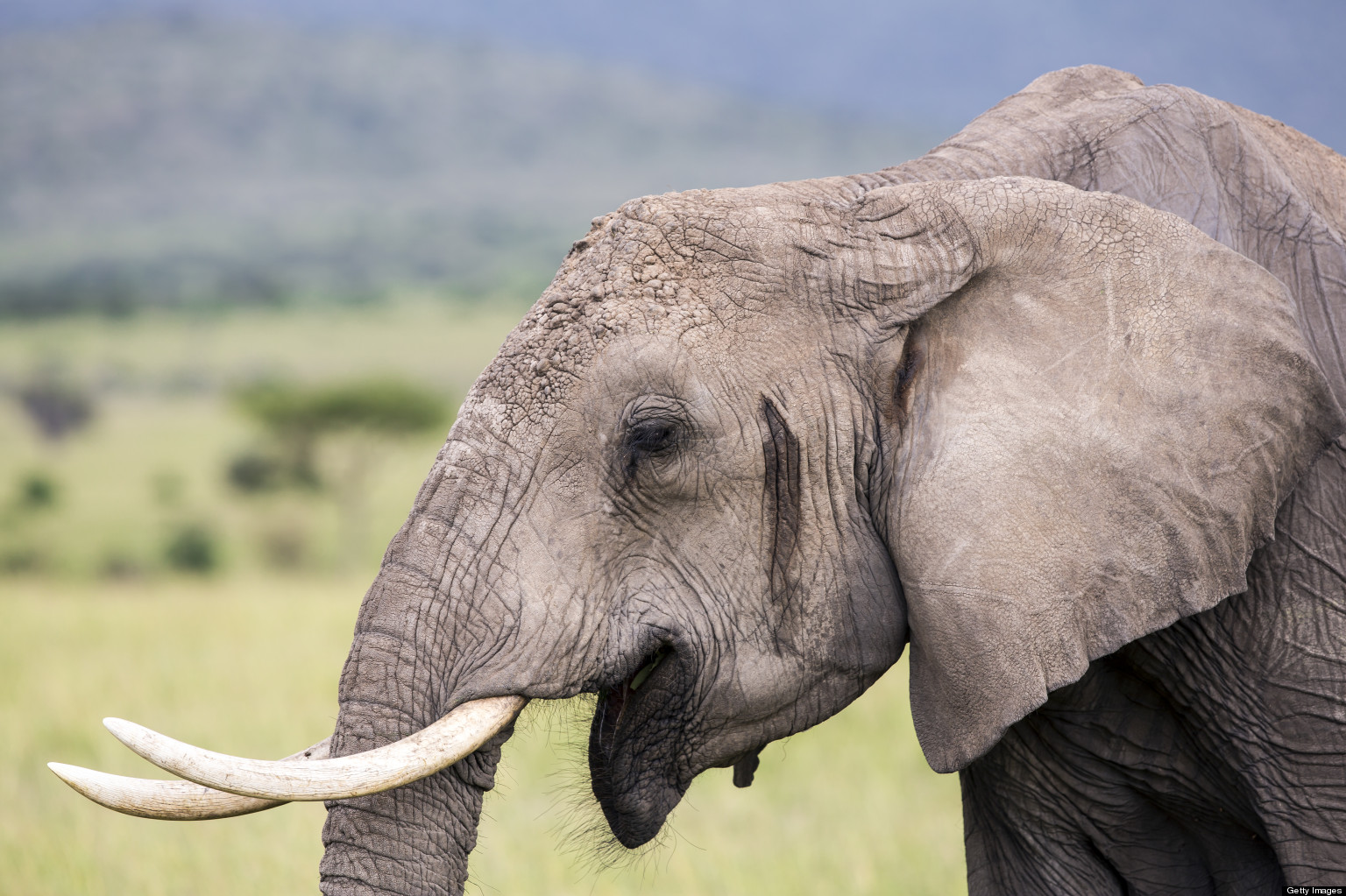 Big Tusks, Big Problem, as Satao the Big Tusker Killed | HuffPost UK