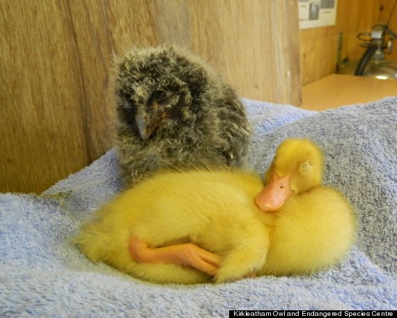 duck owl friends