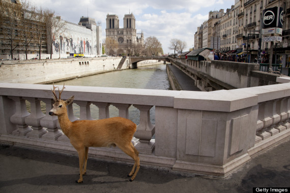 deer sightseeing paris